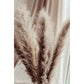 Pampas Grass