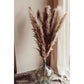 Pampas Grass